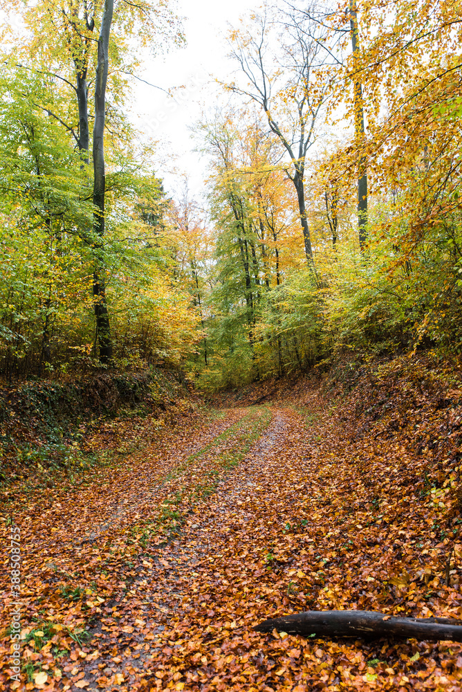 Fototapeta premium path through autumnal forest beech leaves on ground