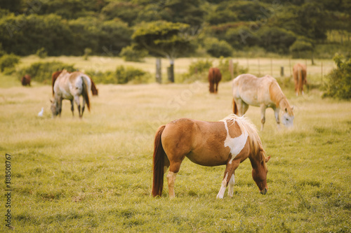  Horses in the ranch  North Shore  Oahu  Hawaii  