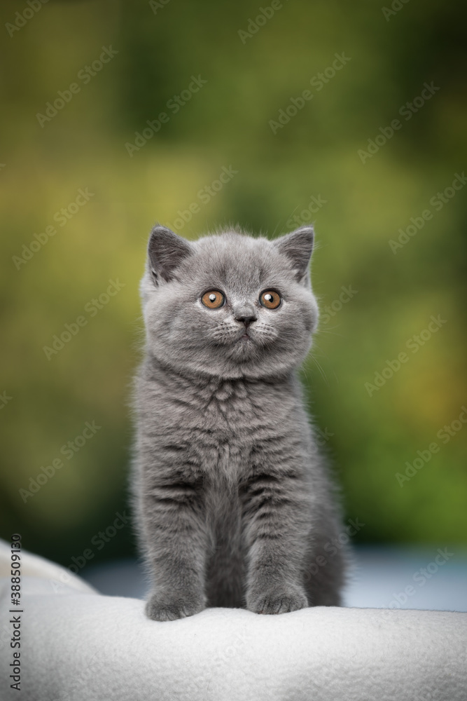 fluffy british shorthair kitten standing on beige blanket looking curiously on natural background