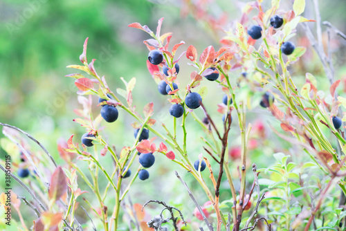  Exquisite  elegant blueberry bush with red leaves-atmospheric autumn background  shallow depth of field