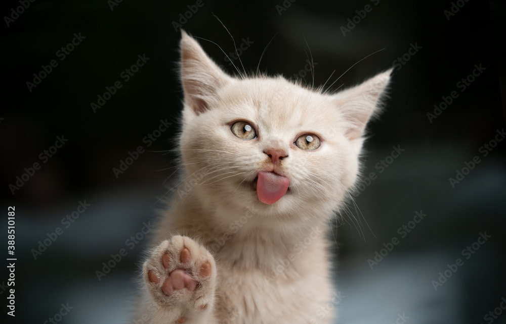 cute cream colored british shorthair kitten licking window glass pane making a funny face