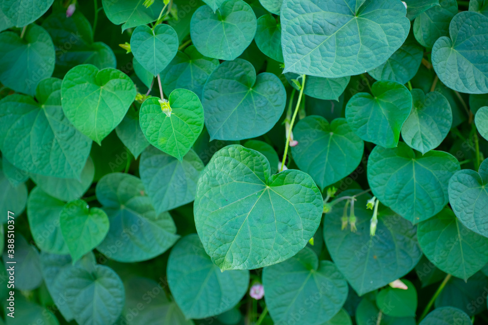 Fotografie Growing plant leaves as background