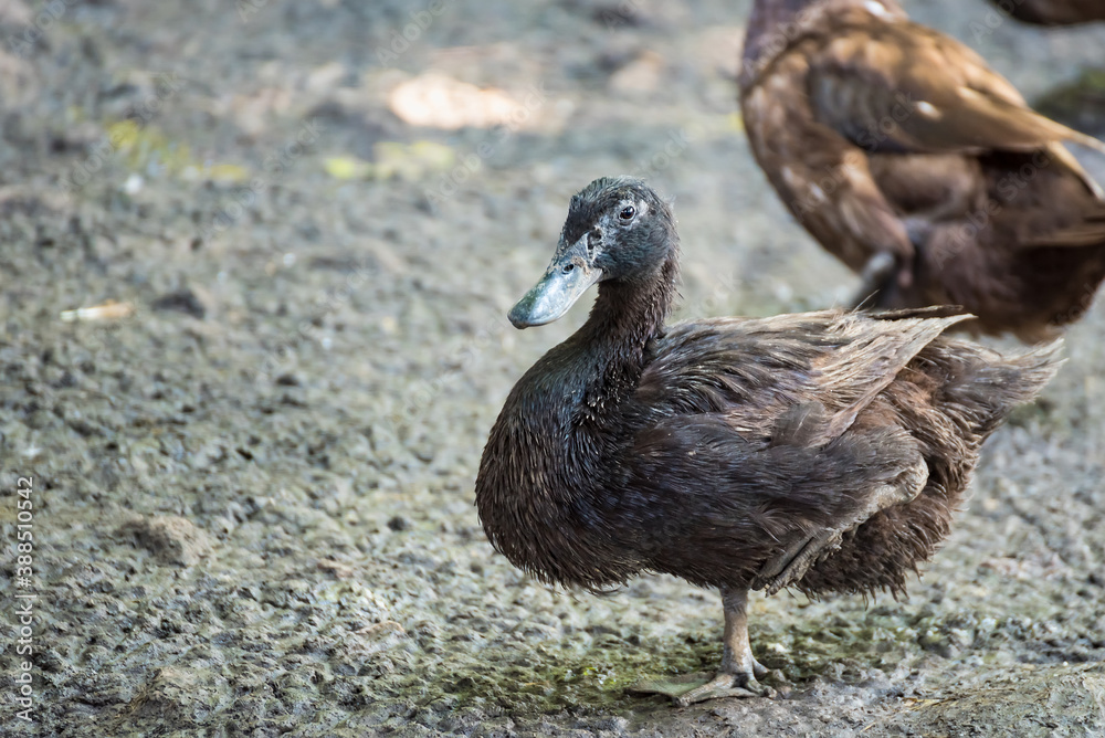 Brown duck in cage from local animals agriculture of Thailand for egg harvesting