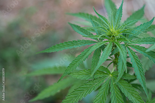 Close-up of cannabis plant growing at outdoors marijuana farm. The texture of marijuana leaves. Space for text. Concept of cannabis plantation for medical