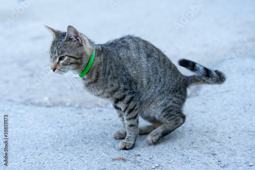 Photography The cat poops on the street