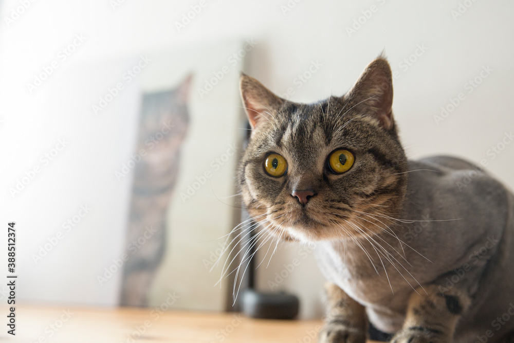 The cat of the British breed sits on a wooden table at home. Behind the cat is a canvas photo of the same cat. The cat is trimmed.