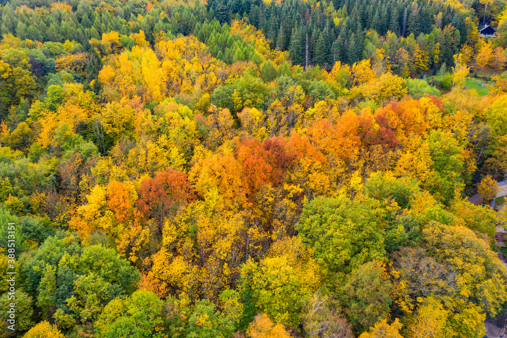 Bird's eye view of a beautifully colored autumn forest near Kiedrich / Germany in the Rheingau