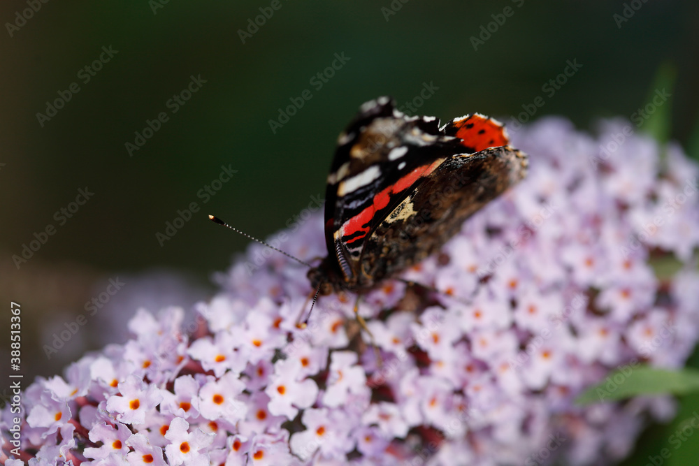 Schmetterling Admiral (Vanessa atalanta) , Sommerflieder, Herbstflieder, Schmetterlingsflieder oder Schmetterlingsstrauch (Buddleja davidii), blühend, Deutschland, Europa Schmetterling Admiral (Vanessa atalanta) , Sommerflieder, Herbstflieder, Schmetterlingsflieder oder Schmetterlingsstrauch (Buddleja davidii), blühend, Deutschland, Europa