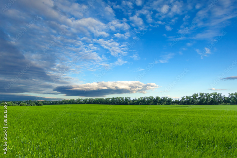 beautiful white-blue clouds on the blue sky above the field with green grass, bright sunny day used as a background or texture