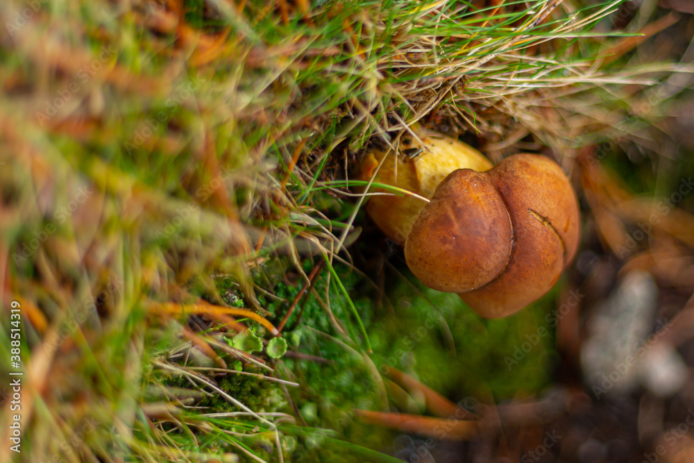 wild colored mushrooms that grow in autumn in the sierra de guadarrama wild colored mushrooms that grow in autumn in the sierra de guadarrama