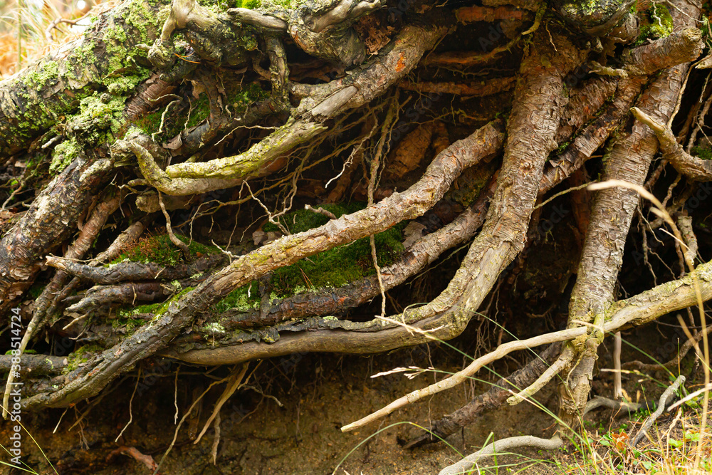 roots of a tree outside the earth