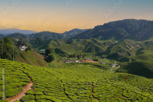 Landscape of mountain and tea plantation during sunrise.