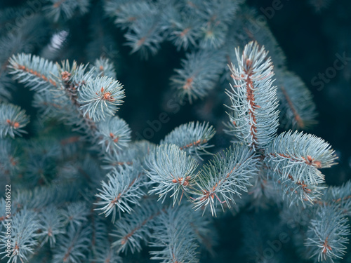 Beautiful evergreen blue spruce branches close up as a christmas background with a shallow focus.