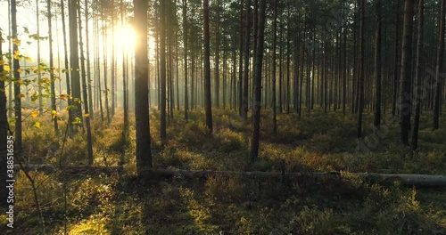 Sun shining behind the trees in forest at sunrise
