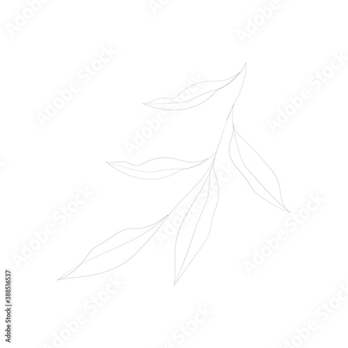 SINGLE-LINE DRAWING:5 leaves on a stalk, Botanical 30.This hand-drawn,continuous,line illustration is part of a collection inspired by the drawings of Picasso. Each gesture sketch was created by hand.