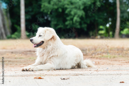 A white stray dog ​​lay on a village road waiting for owner.