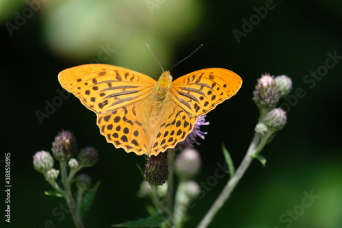 closeup of orange butterfly (silver-washed fritillary) on a thistle