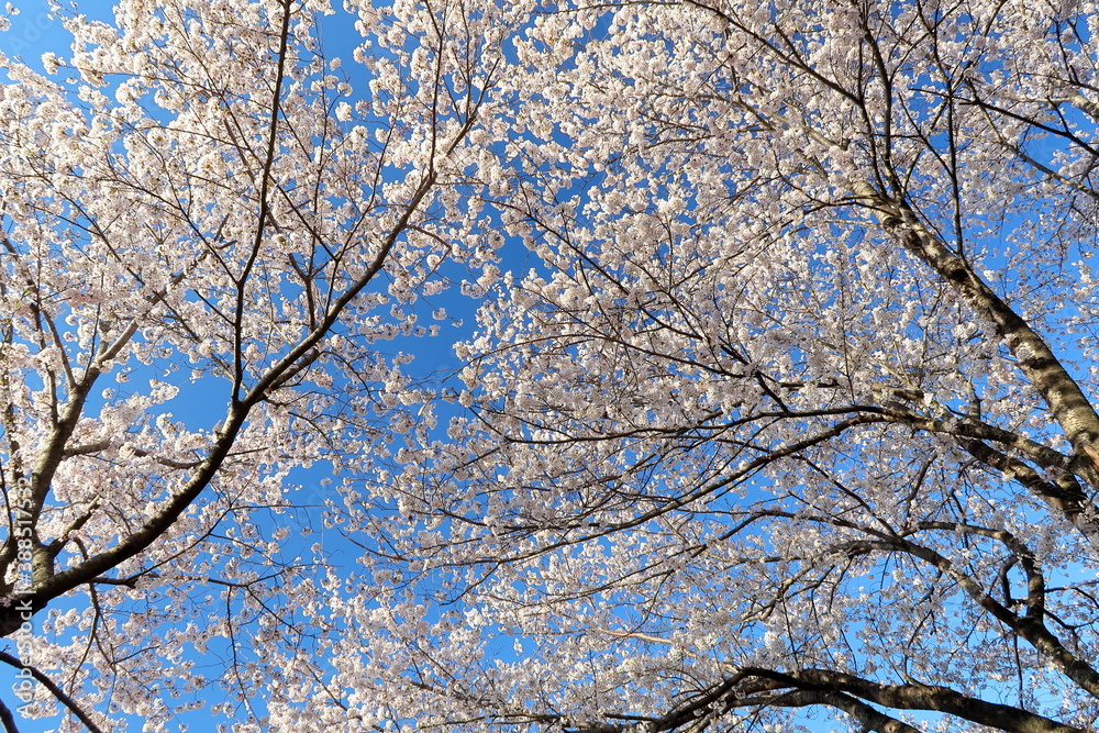 満開のサクラを見上げて 満開のサクラを見上げて