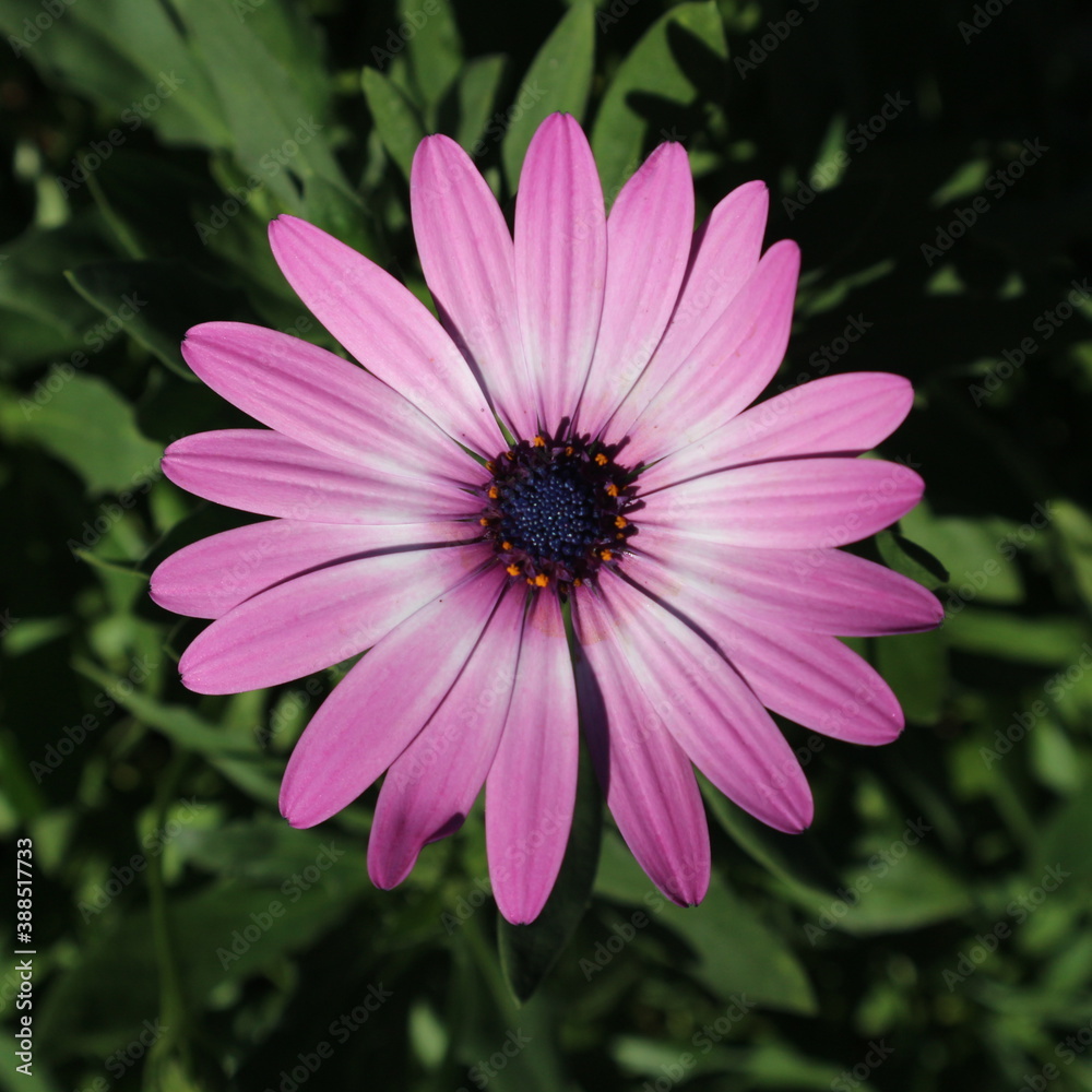 Fototapeta premium 꽃