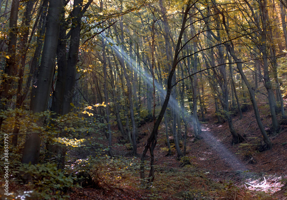 Fototapeta premium Sunbeam through the trees in the forest