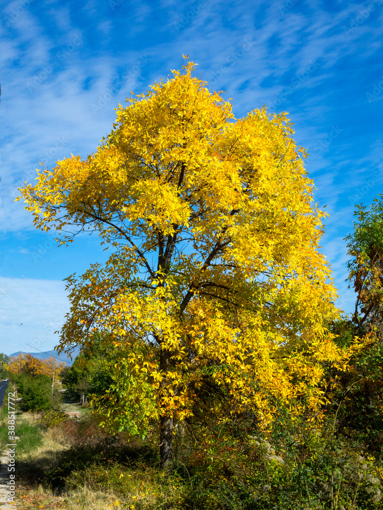 Fototapeta premium autumn yellow tree against the blue sky_2