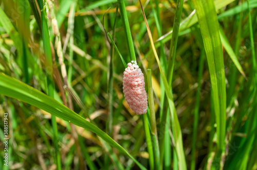 Pomacea Egg canaliculata found on rice plants in rice fields photo