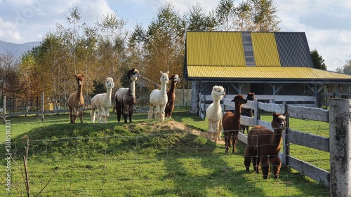 Piękna hodowla alpak, Alpaki na farmie na wsi photo