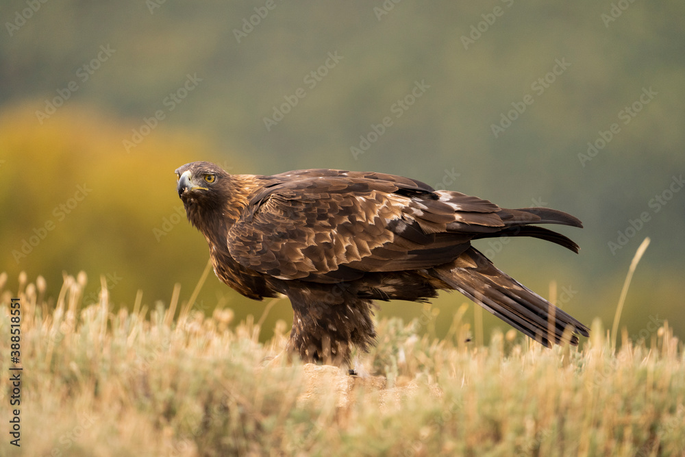 Fototapeta premium Aguila real )Aquila chrysaetos, Sierra de Guadarrama, Madrid, España