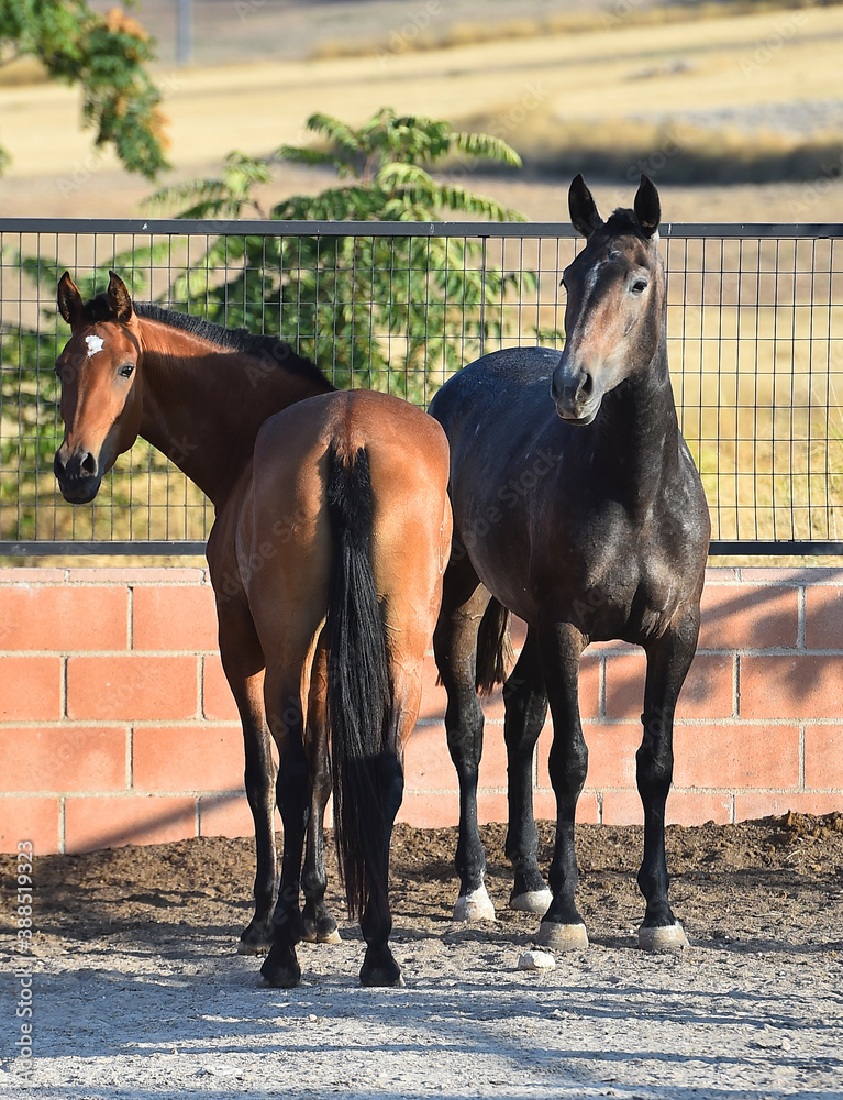 un precioso caballo español un precioso caballo español
