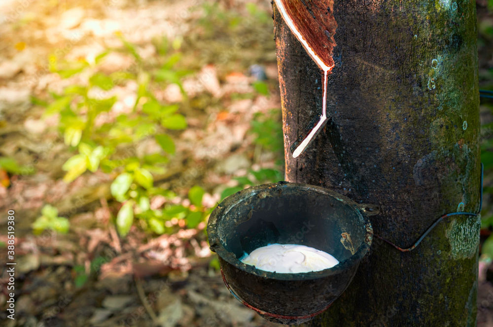 White sap flowing from the grooved rubber tree flows into a black bowl full of latex and has a beautiful soft orange light background, Tapping latex rubber tree, Milk of rubber tree White sap flowing from the grooved rubber tree flows into a black bowl full of latex and has a beautiful soft orange light background, Tapping latex rubber tree, Milk of rubber tree