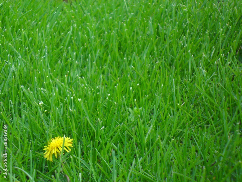Dandelion in the grass Dandelion in the grass