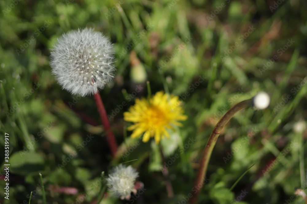 Dandelion with white down close up Dandelion with white down close up