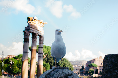 Photography Rome, Italy - A quirky seagull looking away while posing with deteriorated ancient roman structures in the background