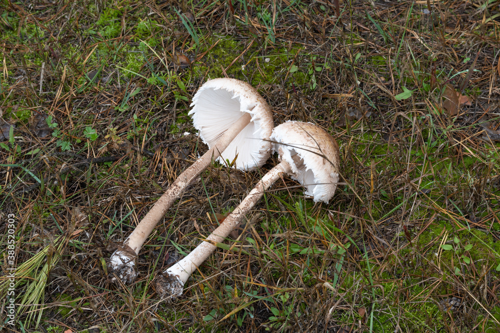 Fotografie Parasol mushrooms lying on ground