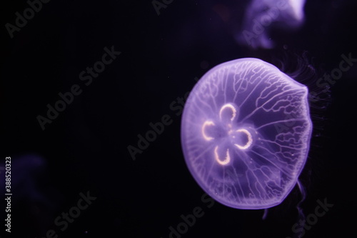 Moon jelly,aurelia aurita in aquarium in Tokyo, Japan.  jelly fish. © dokosola