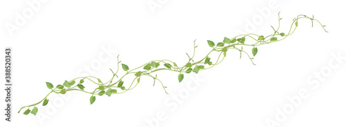 Fotografiet Heart shaped green leaves climbing vines ivy of cowslip creeper (Telosma cordata) the creeper forest plant growing in wild isolated on white background, clipping path included