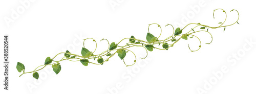 Fotografia, Obraz Heart shaped green leaves climbing vines ivy of cowslip creeper (Telosma cordata) the creeper forest plant growing in wild isolated on white background, clipping path included