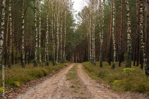 Birch trees grow in forest