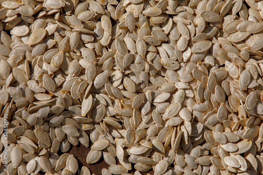 watermelon seeds dry in the sun, many seeds watermelon seeds dry in the sun, many seeds
