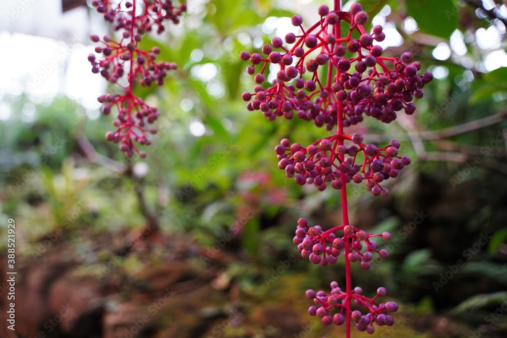 Medinilla speciosa at botanical garden in Tokyo, Japan. They look like grape.
