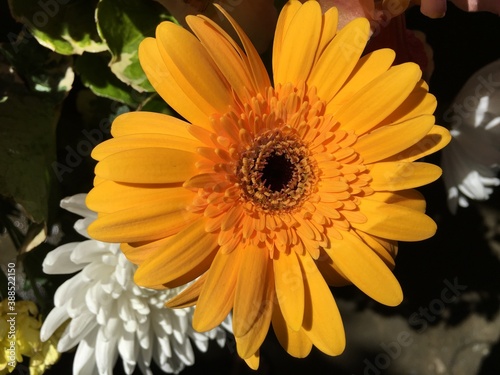 yellow gerber daisy