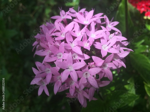 purple flower in the garden