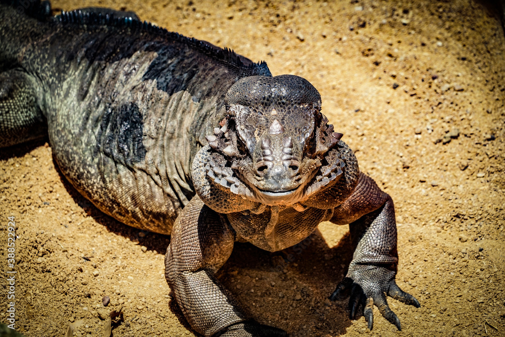 Obraz premium ジャングルを歩くコモドオオトカゲ（シンガポール）