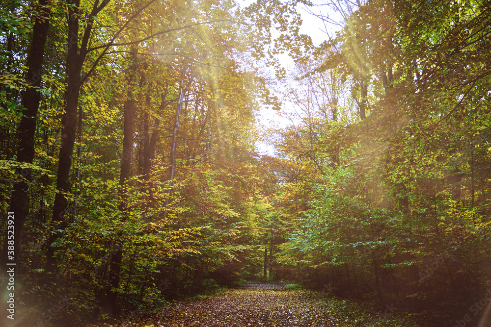 Sun-drenched young deciduous forest at the beginning of autumn Sun-drenched young deciduous forest at the beginning of autumn