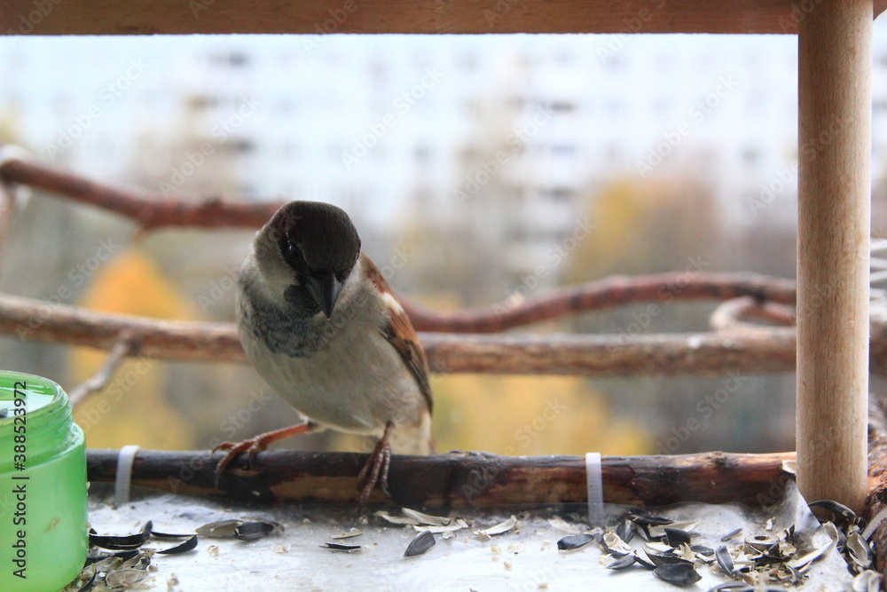 Fototapeta premium Sparrow
