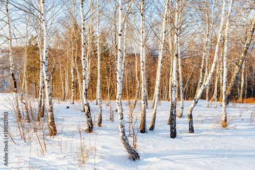 Awesome winter landscape. Scenic birch forest, Siberia