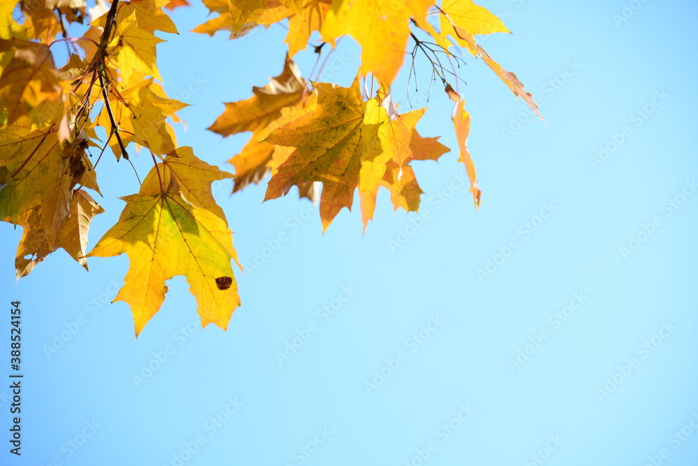 Yellow and orange leaves of maple in the sunny light on a background blue sky Yellow and orange leaves of maple in the sunny light on a background blue sky