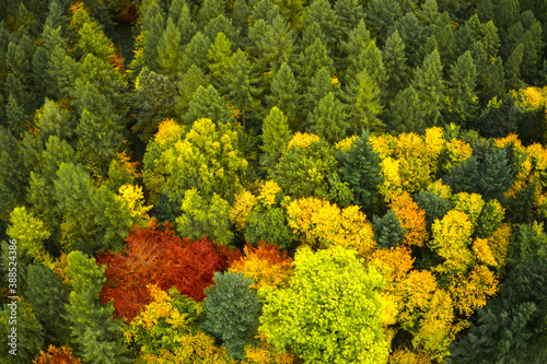 Brightly colored trees in an autumnal forest, aerial view