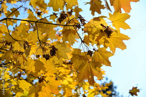 Yellow and orange leaves of maple in the sunny light on a background blue sky