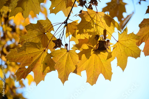 Yellow and orange leaves of maple in the sunny light on a background blue sky